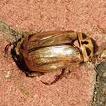 Anomala ustulata